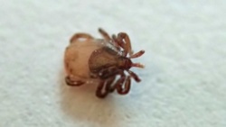 Kleszcz sprinter w Polsce!