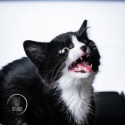 6891b111-6fc3-4d91-9d50-9db33ff38f52