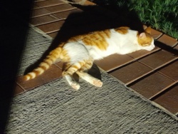 7536f068-fc31-4fde-a2e7-6f8d75b27896