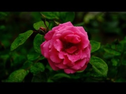 Letnia Relaksująca Muzyka Łagodząca Stres i Lęki