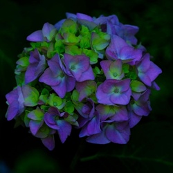 Hortensja Kwiat. Hydrangea