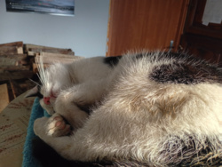 c1fe9e83-e030-4b8b-9f65-44bd4a3286e5