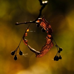 Lipa Drobnolistna - Tilia Cordata / Fotografujemy Przyrodę