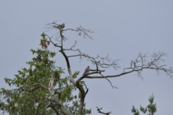 Rzadki drapieżnik powrócił na Mazury. Leśnicy zachwyceni