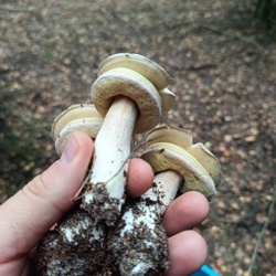 093293f4-51f2-4931-a610-02c9f129a39a