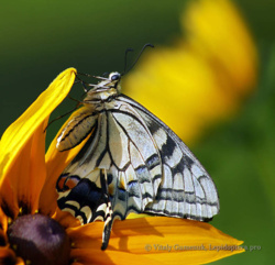 39684e5f-b47a-4064-b6b1-26dcacf4d43c