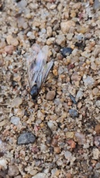 e355d9ea-086c-43e1-9fe4-3c3776454813