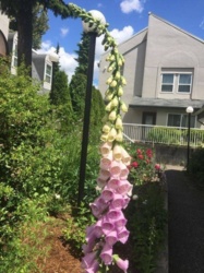 e9888789-f38b-4062-9ca1-6a60334df1f3