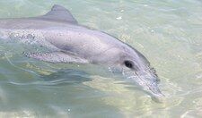 Monkey Mia. Australijski raj pełen delfinów