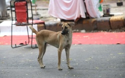 Nakazują usunięcie miliona psów z ulic. Decyzja wywołała ogólnokrajową burzę