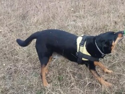 Weterynarz przeszczepiał nerki bezdomnych psów rasowym. Jest zaskakujący wyrok sądu