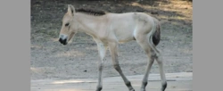 Niezwykłe narodziny w warszawskim ZOO. Ten gatunek niemal całkowicie wyginął