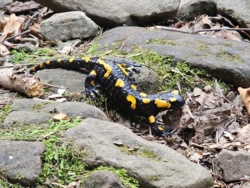 0055ada8-4e0d-4a60-8fc6-3b2886068ffc