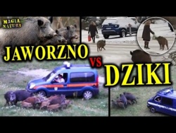 Inwazja DZIKÓW na Jaworzno - Dlaczego Jest Ich tak Dużo?
