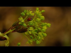 Wiosenna Spokojna Muzyka Relaksacyjna Do Głębokiej Medytacji