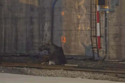 Łoś na torach w rejonie stacji Warszawa Centralna