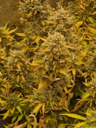 1c6c6524-dd1e-415f-baef-90f23644ad63