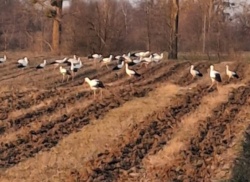 94294bab-196e-4b28-a4b9-b7be656e9251