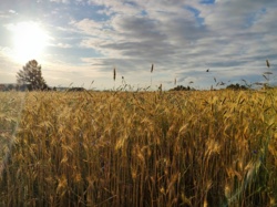 806a51a4-18cc-4a1a-9187-59f1fbe4ed9f