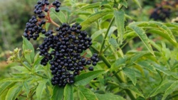 Naukowcy: liofilizacja czarnego bzu najlepiej zachowuje jego wartości lecznicze