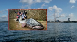 Historyczny połów w Rybniku. Sum miał aż 292 centymetry