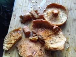 5e6dc18a-b351-442b-b9a6-daf8fd7dfe35