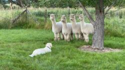 761b4bc4-ef14-476a-9c3c-a575933e0489