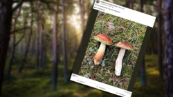 Nietypowy borowik pojawił się już w polskich lasach. Przyrodnicy stale mają na niego oko
