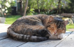 Dlaczego koty wolą spać na lewym boku? Może być to związane z ich strategią przetrwania