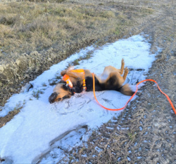 d686f0d6-1096-4ecf-9472-0d92b73617ec