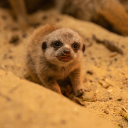 a8f103ba-d3d1-4188-8fd7-9a02751550b1