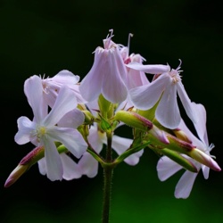 Mydlnica Lekarska - Saponaria Officinalis / Fotografujemy Przyrodę