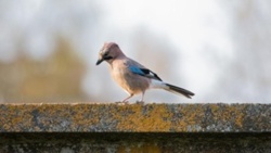 Badanie: miejskie ptaki w Europie uciekają szybciej przed kobietami niż przed mężczyznami