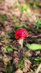 3d01019d-ed7b-464c-b568-0ea85d2a07b1