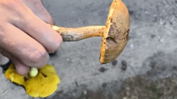 6e41fd76-037d-4685-b357-9e3c4e31a844