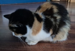 87c8cb77-a8e0-475b-a610-2d9640bf5b29