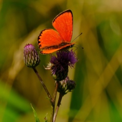 Czerwończyk Dukacik - Lycaena Virgaureae  / Fotografujemy Przyrodę