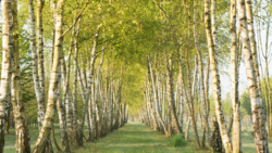 Brzoza w wierzeniach ludowych - Historia Drugiego Planu