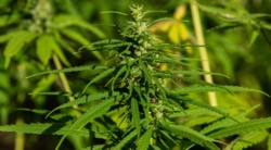 Plantacja marihuany w ogrodach UNESCO. Odkryto 30 tys. krzewów konopi indyjskich