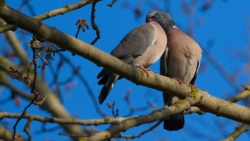 75244ced-baee-4ad3-9896-a7000933814c