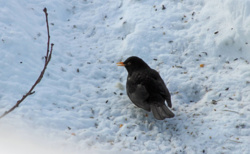 e9531417-9f9e-4f4b-95c2-b445dc60c337