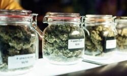 Sprzedaż miękkich narkotyków na wynos. Holandia ruszyła z pilotażem