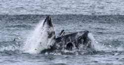 Islandia: Wieloryby żerują na śledziach w Ólafsfjörður