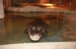 Aligatorzyca Marta kończy 95 lat. To najstarsze zwierzę w ogrodach zoologicznych Europy