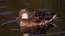 c387f1d7-fe9c-4581-9db8-d3ad5a5c31ce