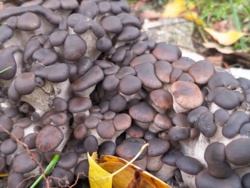 248e1e41-7aeb-4d8b-b6aa-c3a135269800