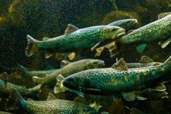 Pstrągi cieszą się z narkotyków