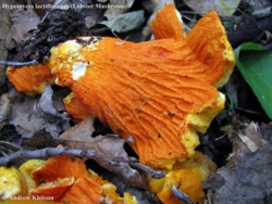 a16196f4-0915-4ddc-99c2-216aecd32ef1