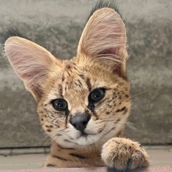 42db6d25-385e-4477-bcd7-9ebd2d9b4d7c