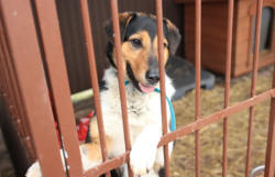 Rząd przyjął projekt o czipowaniu psów